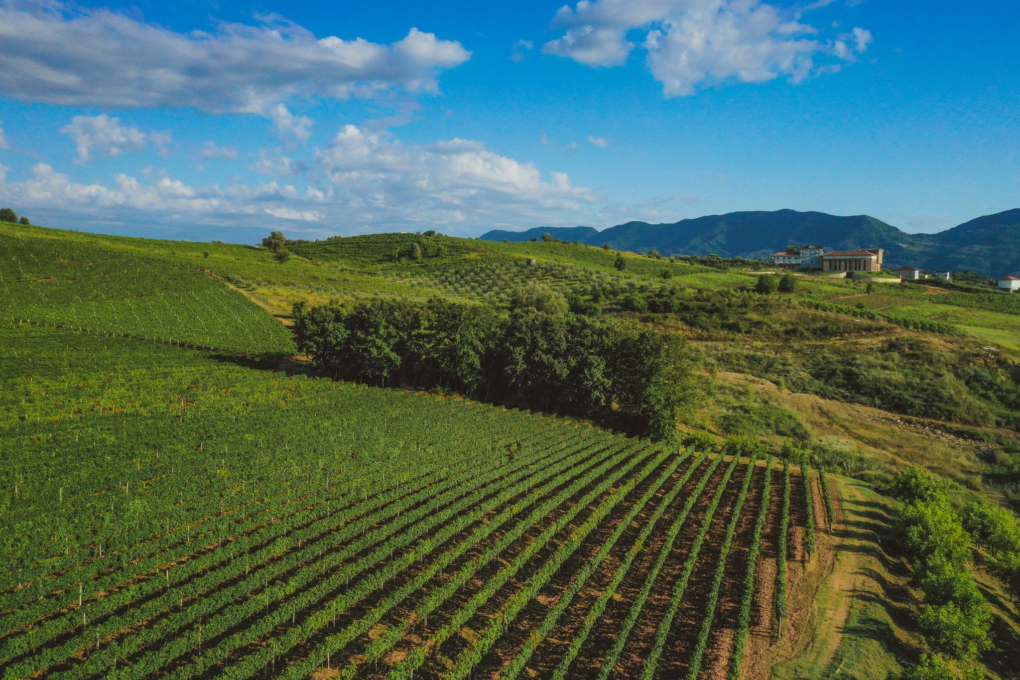 The vineyard and Kantina Tufa