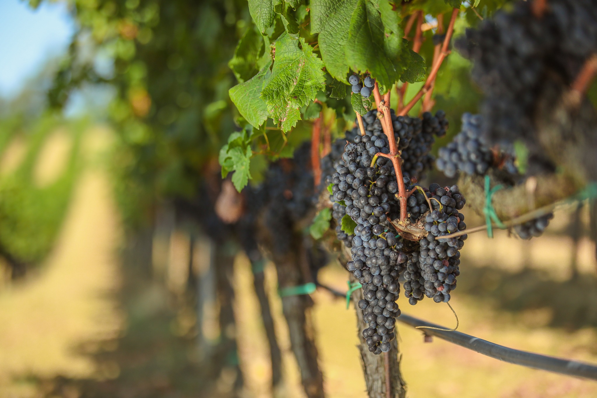 Grapes growing on the vine